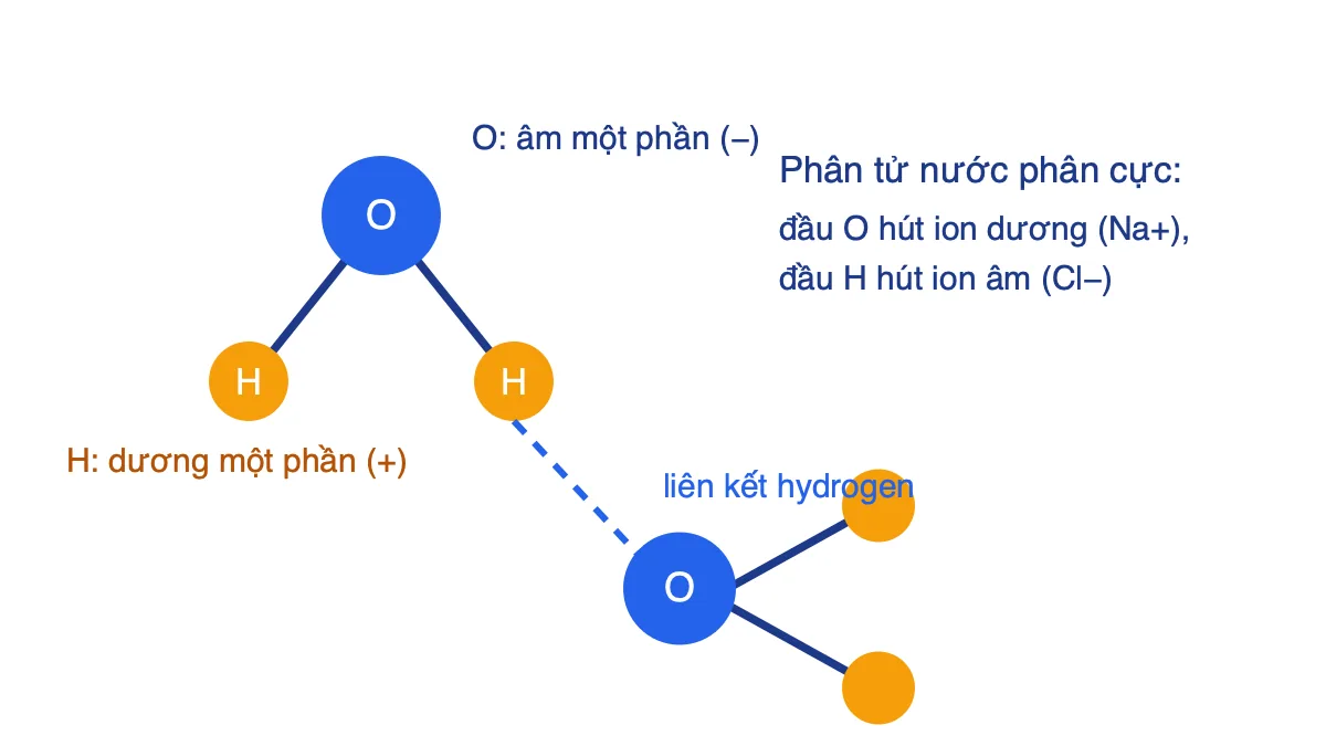 Sơ đồ phân tử nước phân cực với oxygen âm một phần, hydrogen dương một phần và liên kết hydrogen giữa hai phân tử