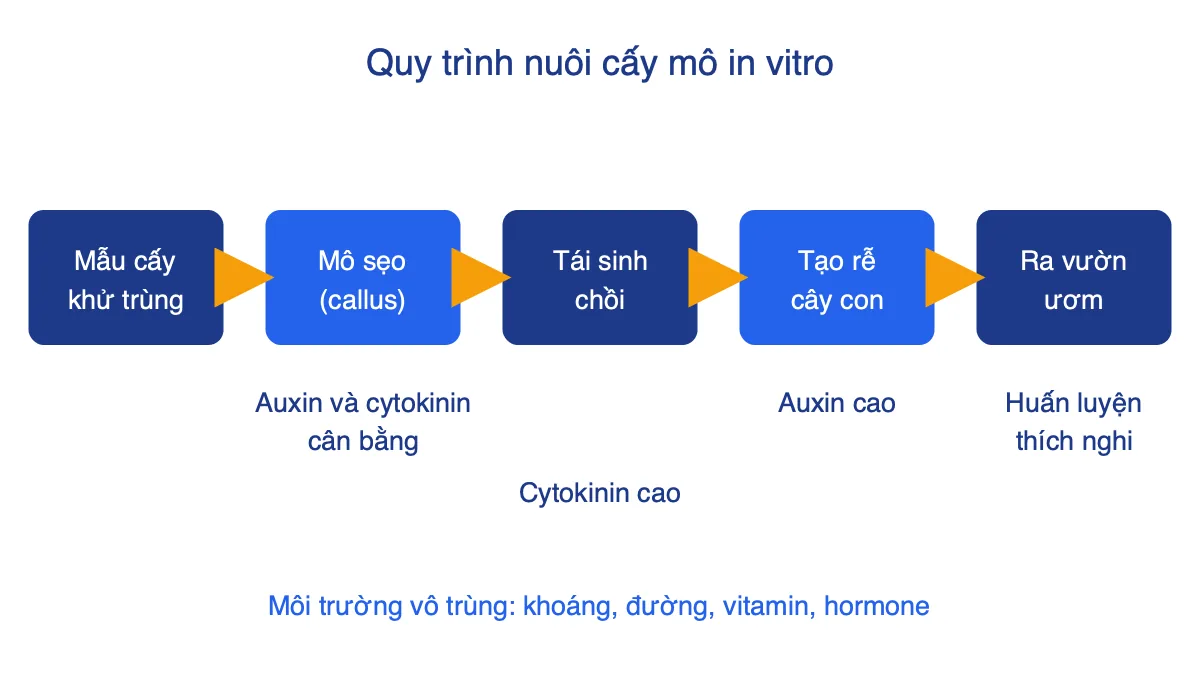Sơ đồ các bước nuôi cấy mô tế bào thực vật từ mẫu cấy đến cây ra vườn