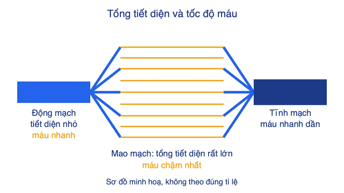 Sơ đồ động mạch phân nhánh thành nhiều mao mạch rồi hợp lại thành tĩnh mạch, minh hoạ tốc độ máu