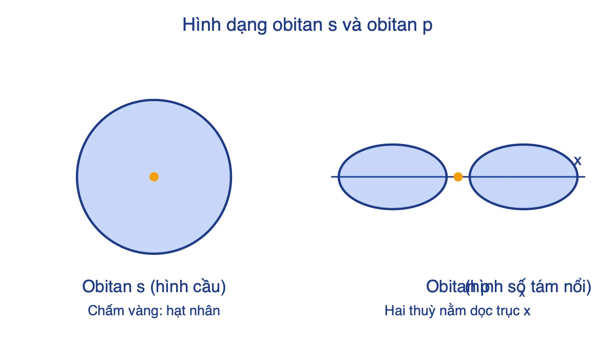 Hình minh hoạ obitan s hình cầu và obitan px hình số tám nổi dọc trục x