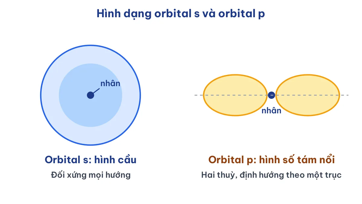 Hình so sánh orbital s có dạng hình cầu và orbital p hình số tám nổi