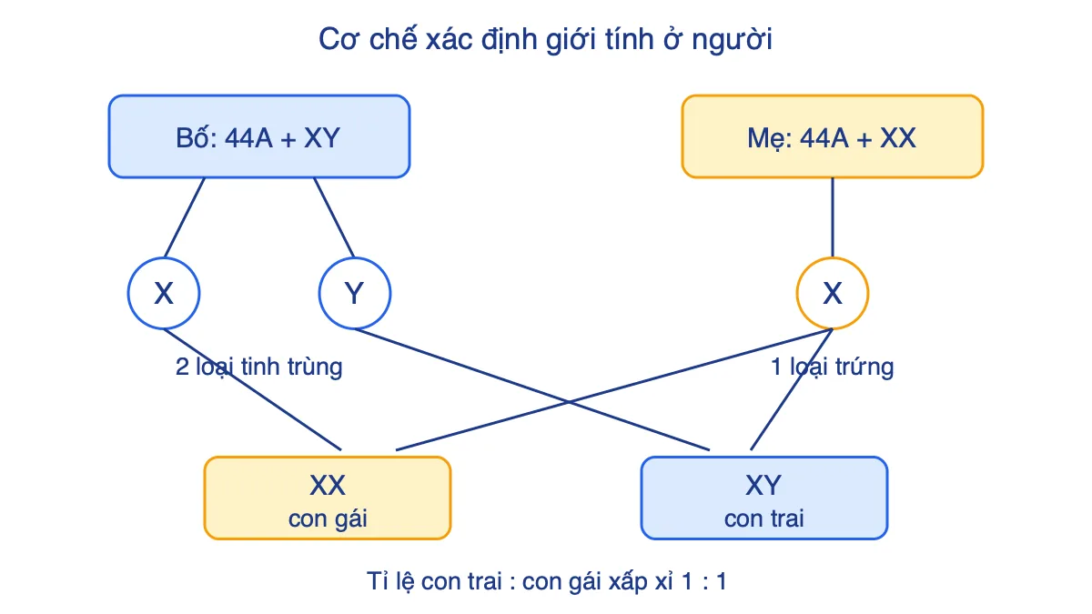 Sơ đồ bố XY và mẹ XX tạo giao tử X, Y và hợp tử XX hoặc XY