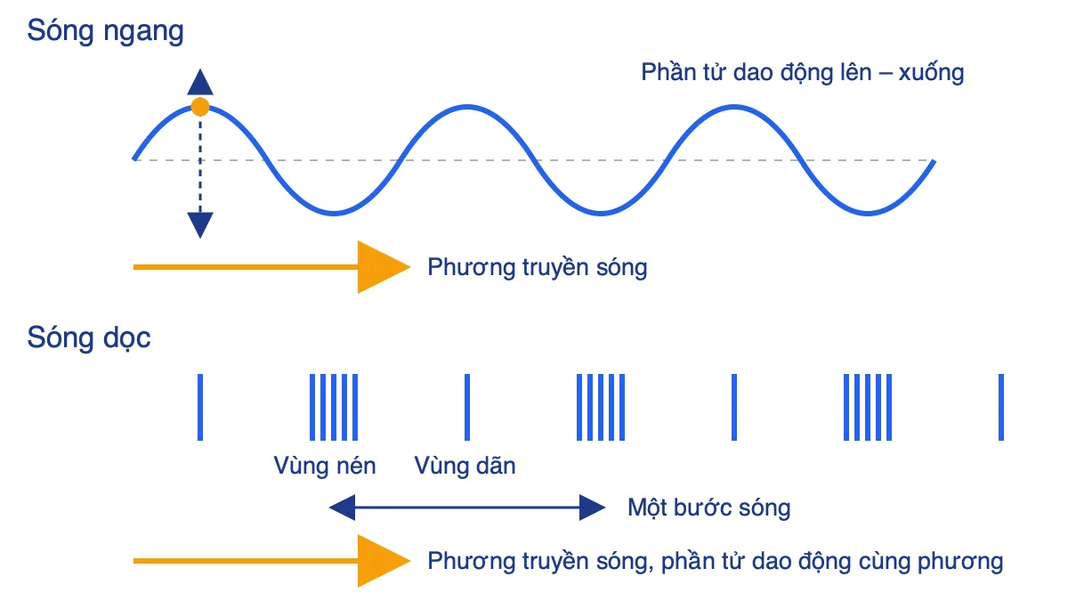 So sánh sóng ngang với đỉnh và đáy sóng, sóng dọc với vùng nén và vùng dãn