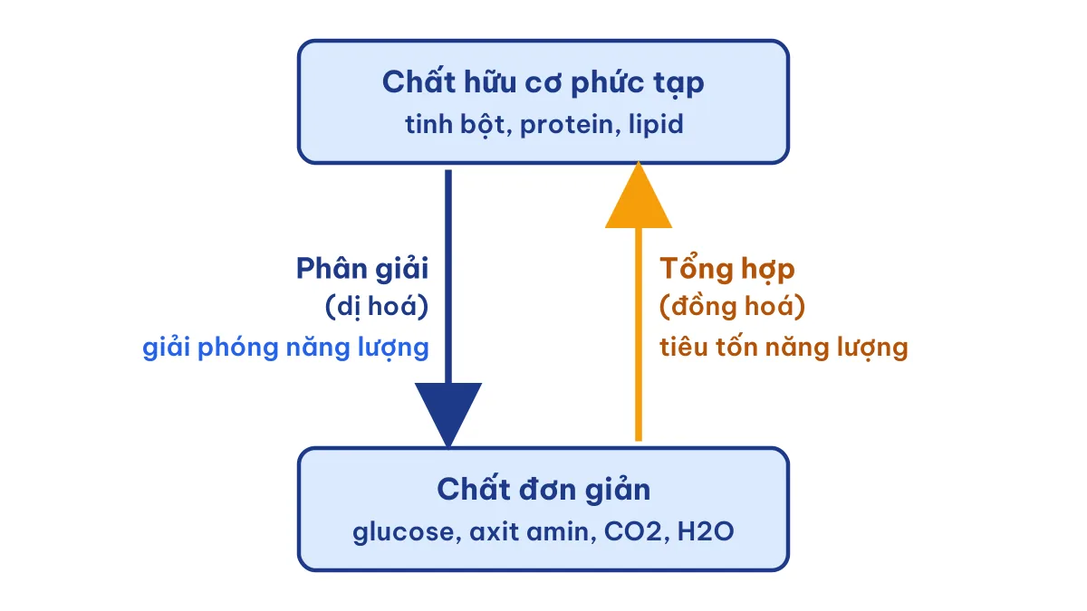 Sơ đồ phân giải các chất trong tế bào và tổng hợp: chất phức tạp thành chất đơn giản