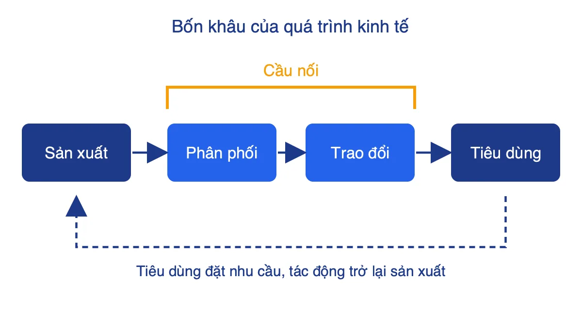 Sơ đồ bốn khâu sản xuất, phân phối, trao đổi, tiêu dùng; phân phối và trao đổi được đánh dấu là cầu nối