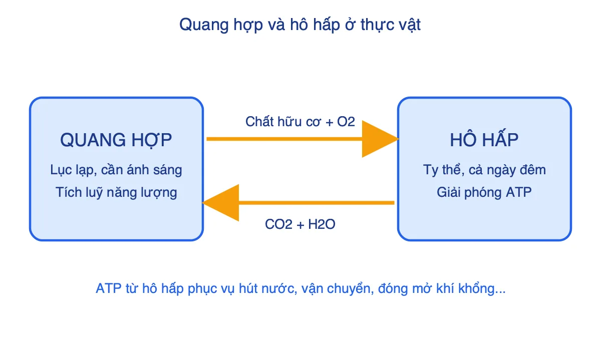 Sơ đồ mối quan hệ giữa quang hợp và hô hấp ở thực vật