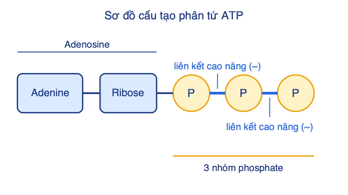 Sơ đồ phân tử ATP gồm adenine, ribose và ba nhóm phosphate nối bằng hai liên kết cao năng