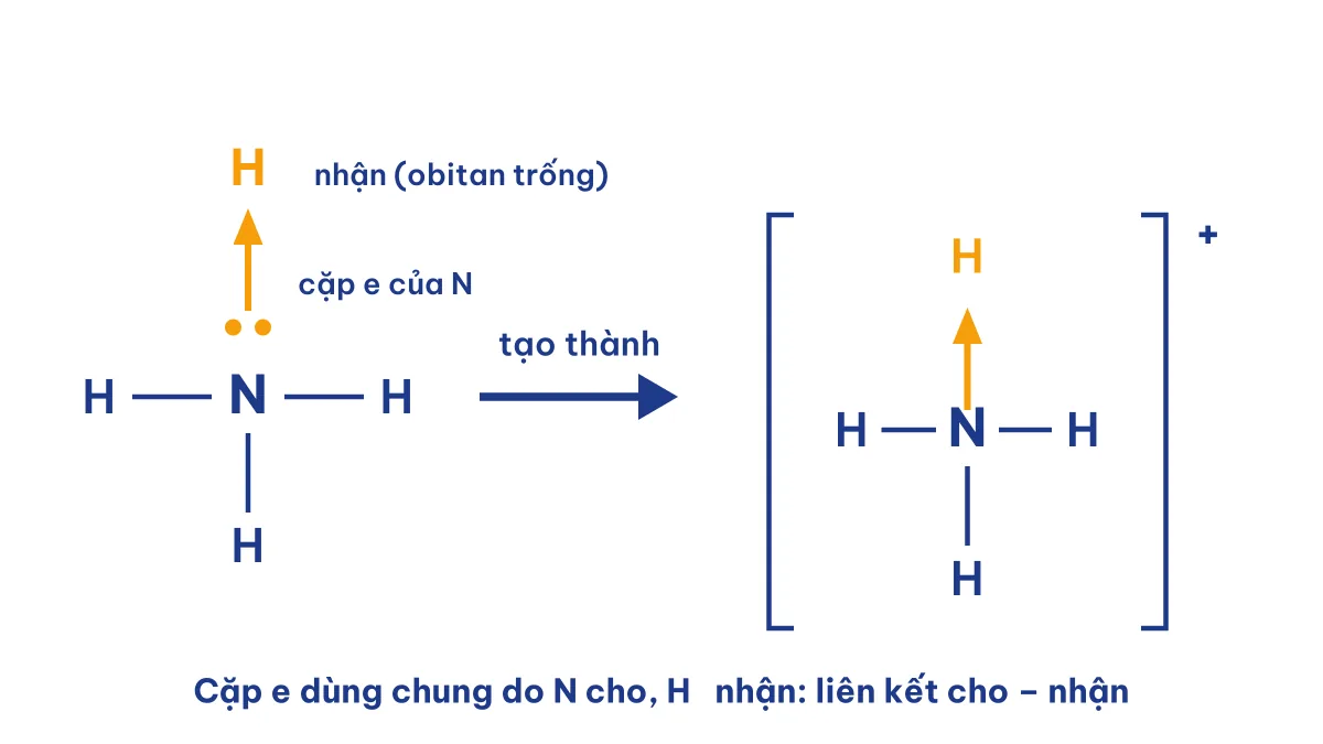 Sơ đồ hình thành ion NH4+ bằng liên kết cho nhận từ cặp electron của N sang H+