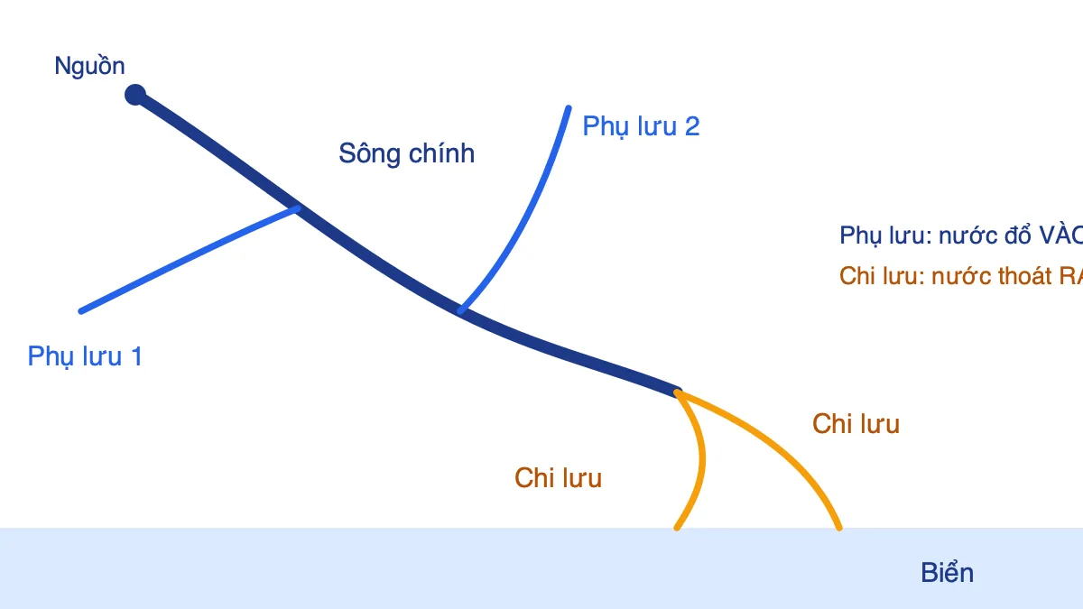 Sơ đồ hệ thống sông gồm sông chính, hai phụ lưu đổ vào và hai chi lưu thoát ra biển