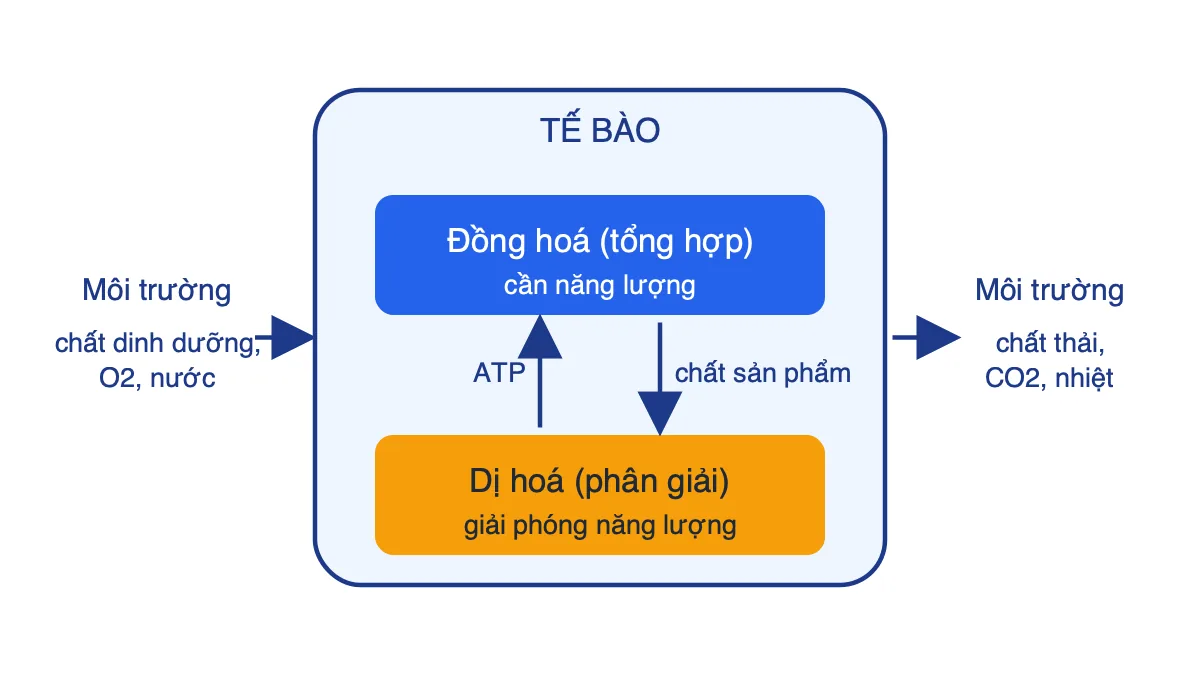 Sơ đồ trao đổi chất ở tế bào: chất vào, đồng hoá và dị hoá trong tế bào, chất thải ra