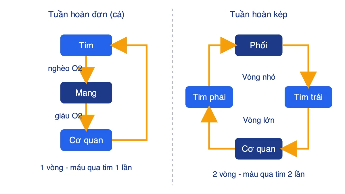 Sơ đồ so sánh hệ tuần hoàn đơn một vòng và hệ tuần hoàn kép hai vòng