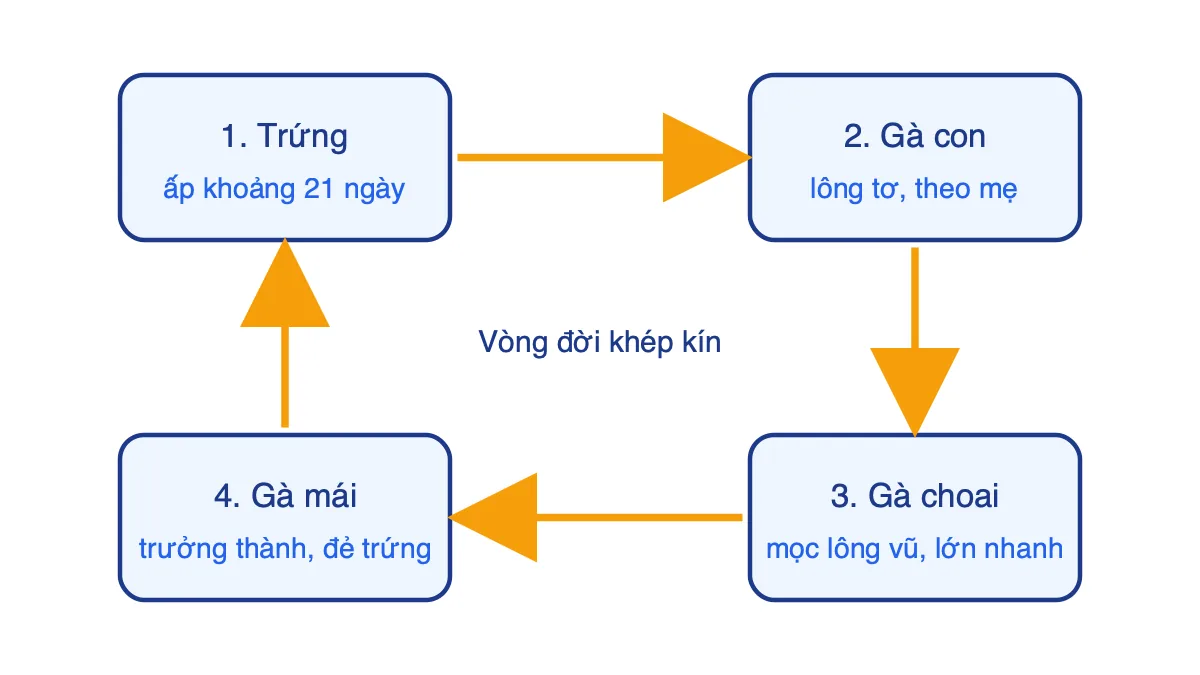 Sơ đồ vòng đời của gà mái gồm trứng, gà con, gà choai, gà mái nối bằng mũi tên khép kín