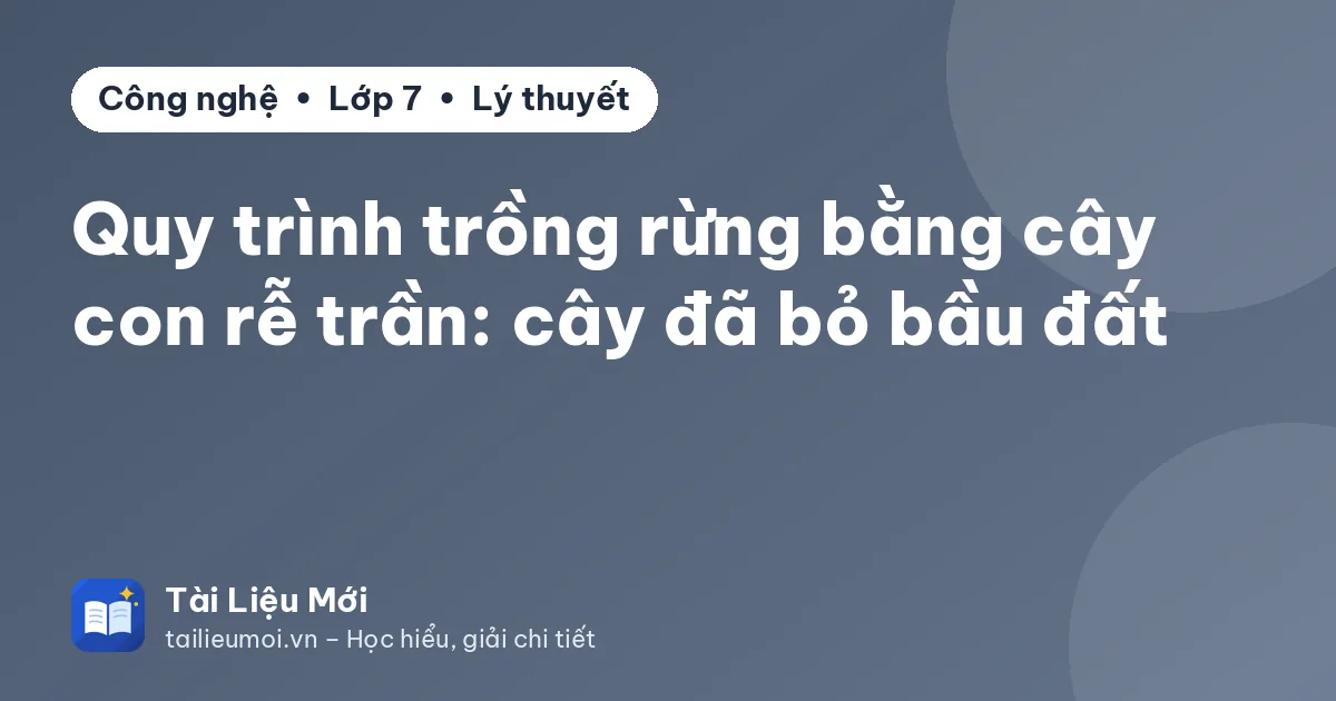 Quy trình trồng rừng bằng cây con rễ trần: cây đã bỏ bầu đất