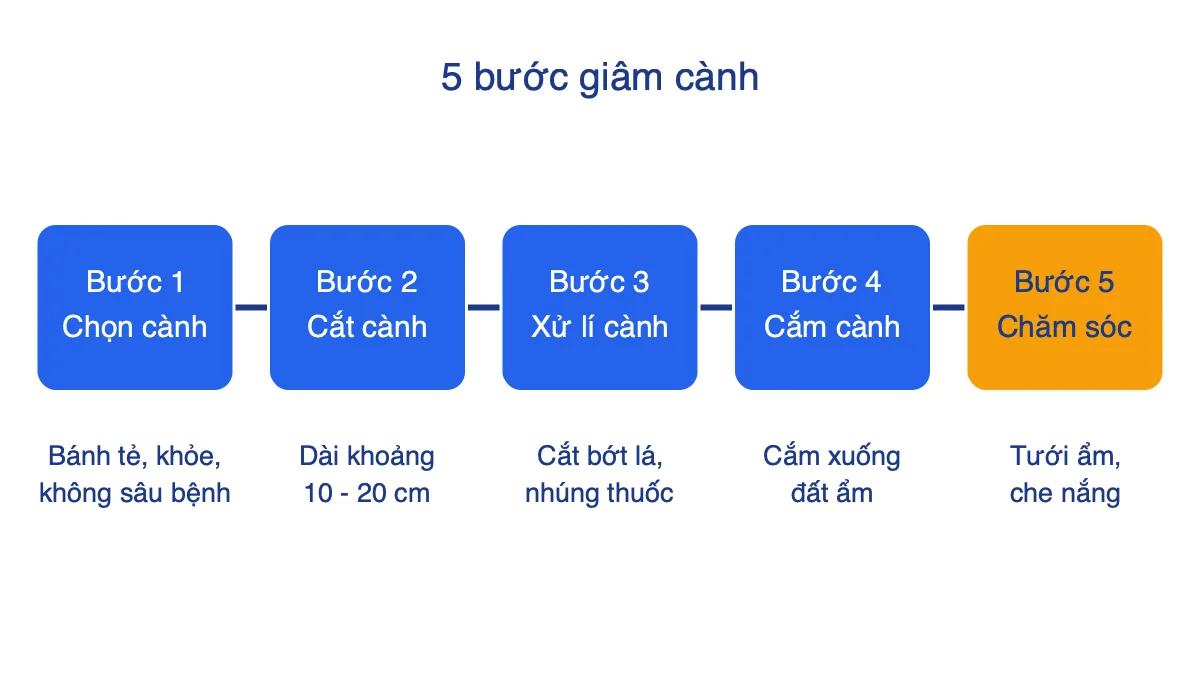 Sơ đồ 5 bước giâm cành: chọn cành, cắt cành, xử lí cành, cắm cành, chăm sóc