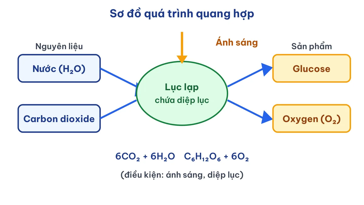 Sơ đồ sản phẩm của quang hợp là glucose và oxygen