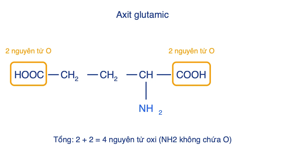 Công thức cấu tạo axit glutamic HOOC-CH2-CH2-CH(NH2)-COOH với hai nhóm COOH được khoanh