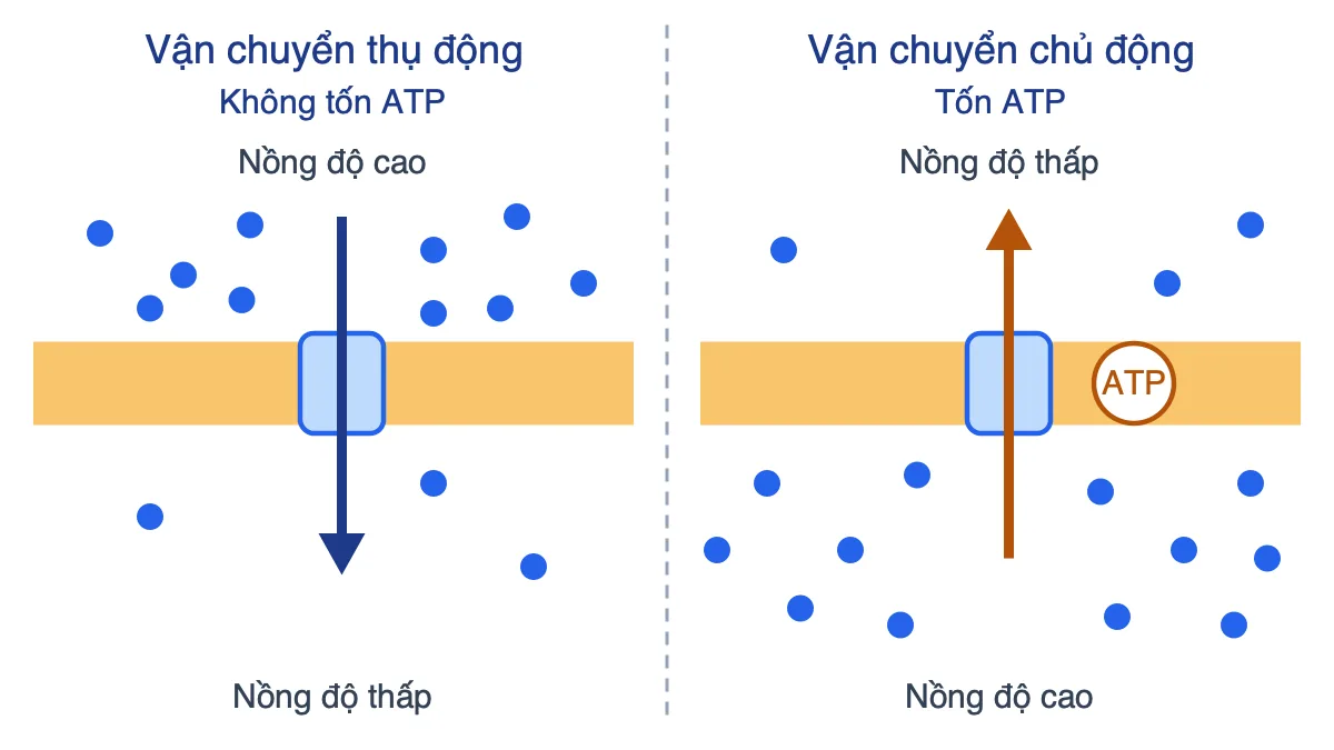 Sơ đồ so sánh vận chuyển thụ động (cao xuống thấp, không ATP) và vận chuyển chủ động (thấp lên cao, dùng ATP) qua màng sinh chất
