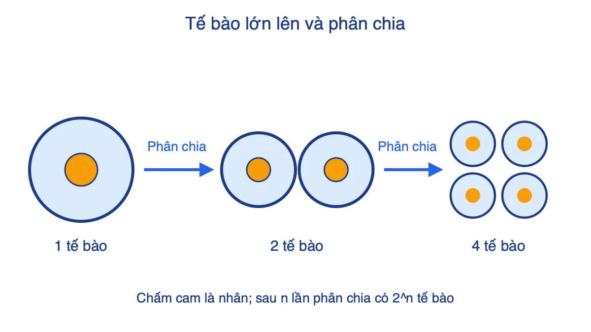 Sơ đồ một tế bào phân chia thành 2 rồi 4 tế bào