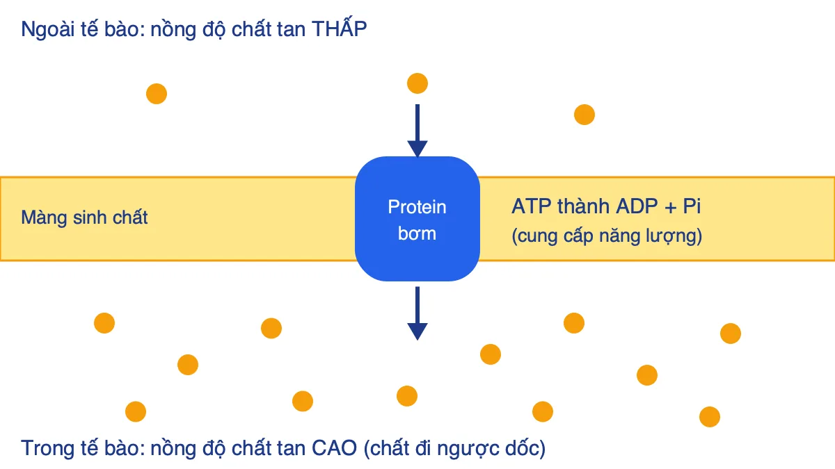 Sơ đồ vận chuyển chủ động qua màng sinh chất nhờ protein bơm và ATP
