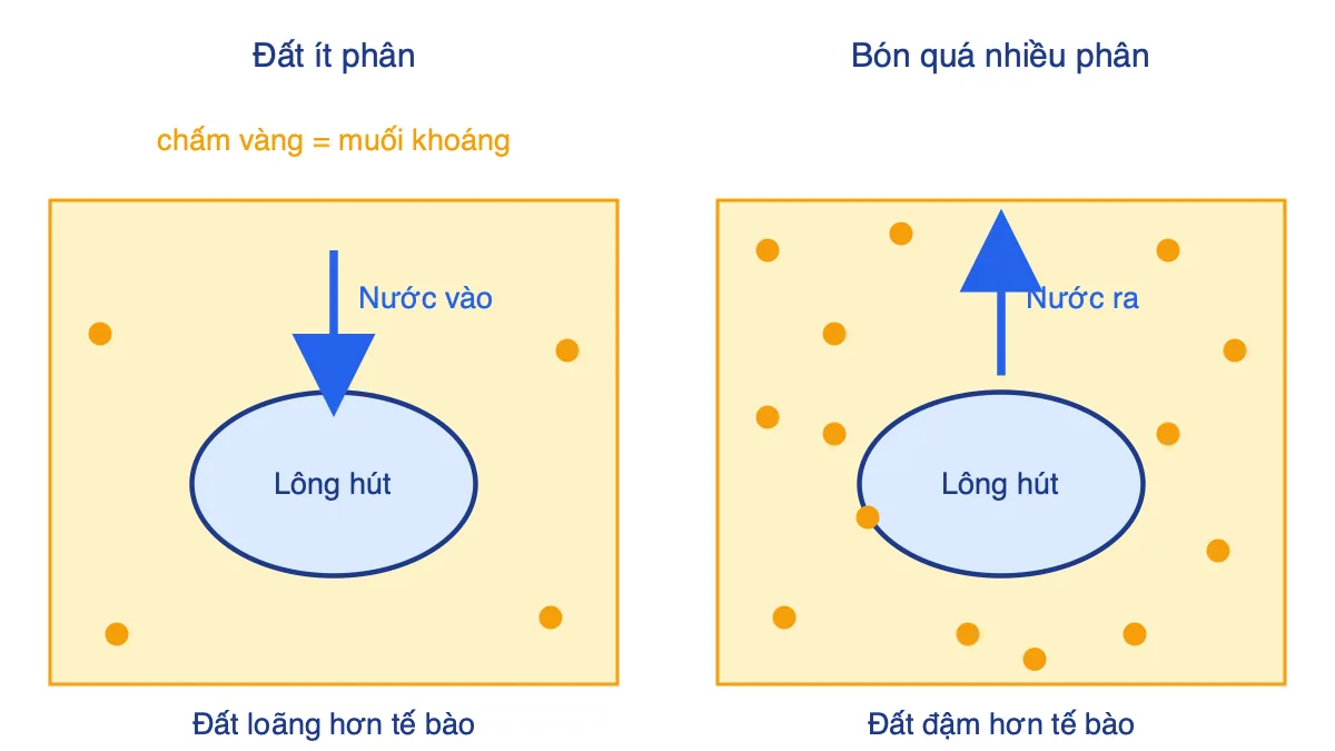Sơ đồ so sánh dòng nước ở rễ khi đất ít phân và khi bón quá nhiều phân