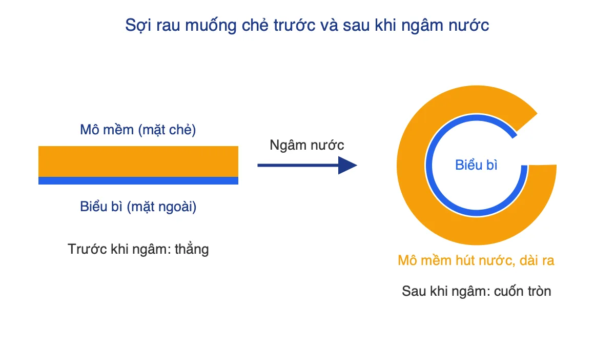 Sơ đồ sợi rau muống chẻ thẳng rồi cuốn tròn sau khi ngâm nước, mô mềm ở ngoài vòng, biểu bì ở trong