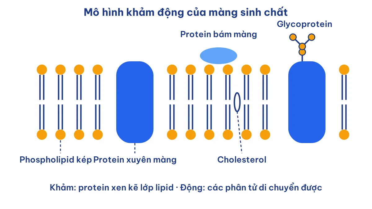 Sơ đồ màng sinh chất có tính khảm động với phospholipid kép, protein và cholesterol