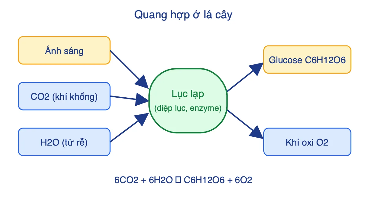 Sơ đồ tóm tắt quang hợp: CO2, nước và ánh sáng vào lục lạp, tạo glucose và oxi