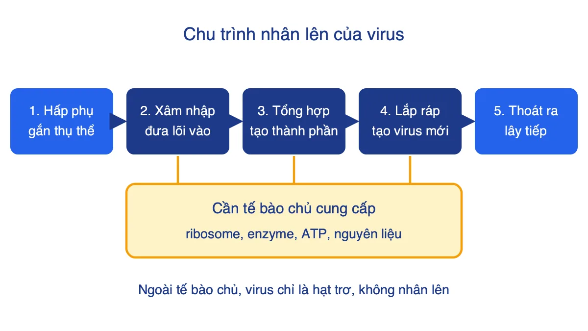Sơ đồ năm giai đoạn nhân lên của virus, giai đoạn 2 đến 4 phụ thuộc tế bào chủ