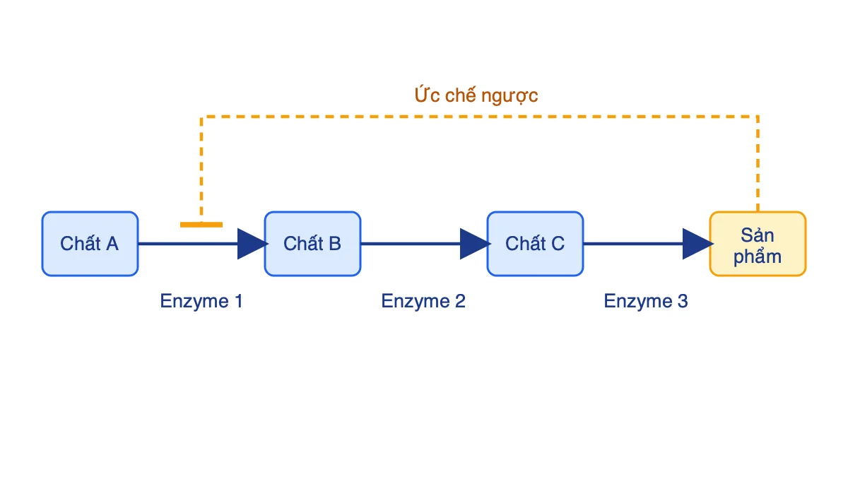 Sơ đồ ức chế ngược: sản phẩm cuối ức chế enzyme 1 trong chuỗi chuyển hóa A đến sản phẩm
