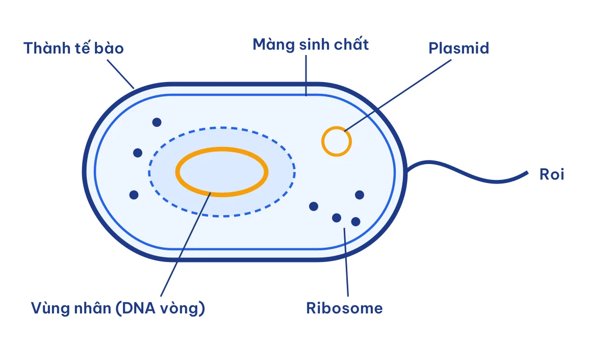 Sơ đồ cấu tạo tế bào nhân sơ có vùng nhân không màng, plasmid, ribosome và roi
