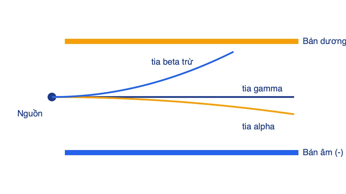 Sơ đồ ba tia phóng xạ trong điện trường giữa hai bản tụ: gamma đi thẳng, alpha lệch ít về bản âm, beta trừ lệch nhiều về bản dương