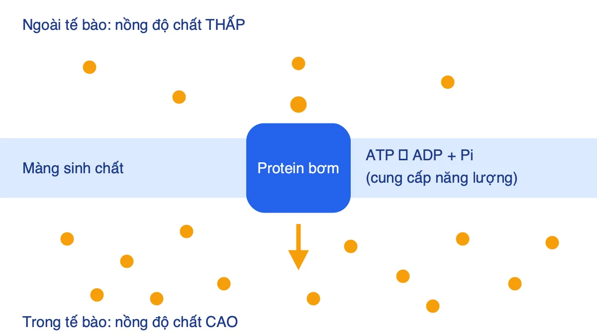Sơ đồ vận chuyển chủ động: chất đi qua protein bơm trên màng từ nơi nồng độ thấp đến nơi nồng độ cao, dùng ATP