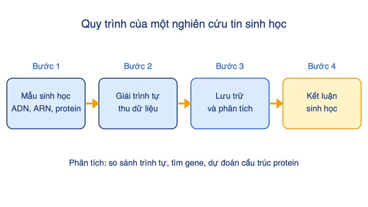 Sơ đồ bốn bước của một nghiên cứu tin sinh học: mẫu sinh học, giải trình tự, lưu trữ và phân tích, kết luận sinh học