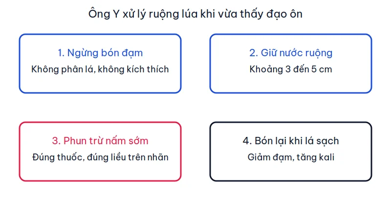 Sơ đồ bốn bước xử lý ruộng lúa khi vừa xuất hiện bệnh đạo ôn