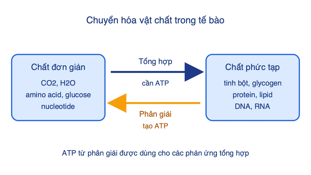Sơ đồ tổng hợp và phân giải các chất trong tế bào