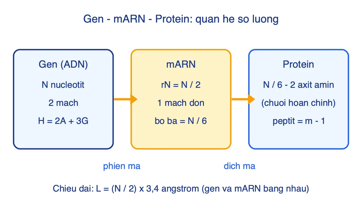 Sơ đồ mối quan hệ số lượng giữa gen, mARN và prôtêin theo N, rN và số axit amin