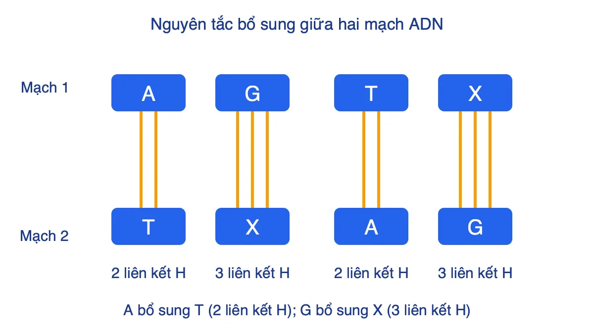 Sơ đồ hai mạch ADN với các cặp A–T có 2 liên kết hiđro và G–X có 3 liên kết hiđro