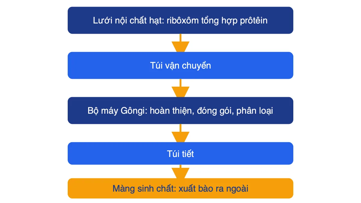 Sơ đồ đường đi của prôtêin tiết từ lưới nội chất hạt qua bộ máy Gôngi ra màng sinh chất