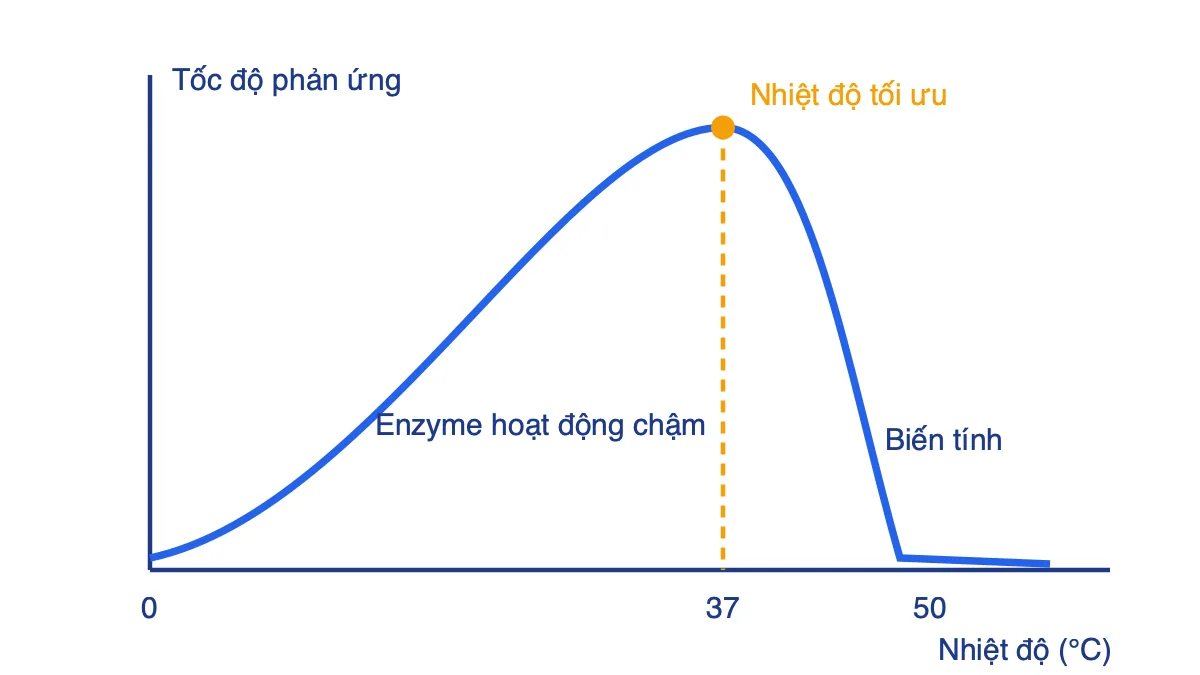 Đồ thị ảnh hưởng của nhiệt độ đến tốc độ phản ứng do enzyme xúc tác, đạt cực đại ở khoảng 37 độ C