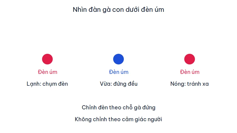 Ba tình huống gà con dưới đèn úm: chụm khi lạnh, đứng đều khi vừa, tránh xa khi nóng