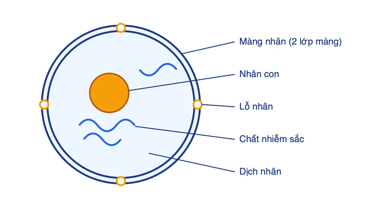 Sơ đồ cấu trúc nhân tế bào gồm màng nhân hai lớp có lỗ nhân, nhân con, chất nhiễm sắc và dịch nhân