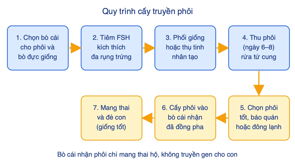 Sơ đồ 7 bước quy trình cấy truyền phôi ở bò từ chọn giống đến đẻ con