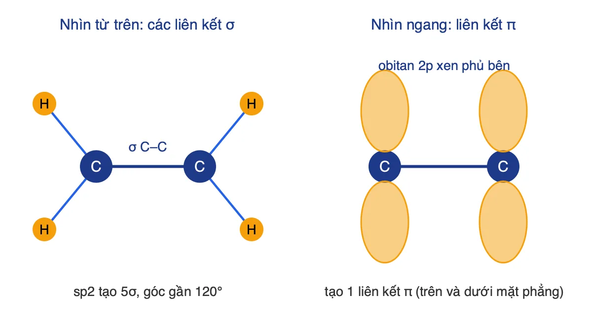 Sơ đồ liên kết σ và π trong phân tử etilen C2H4 với lai hoá sp2