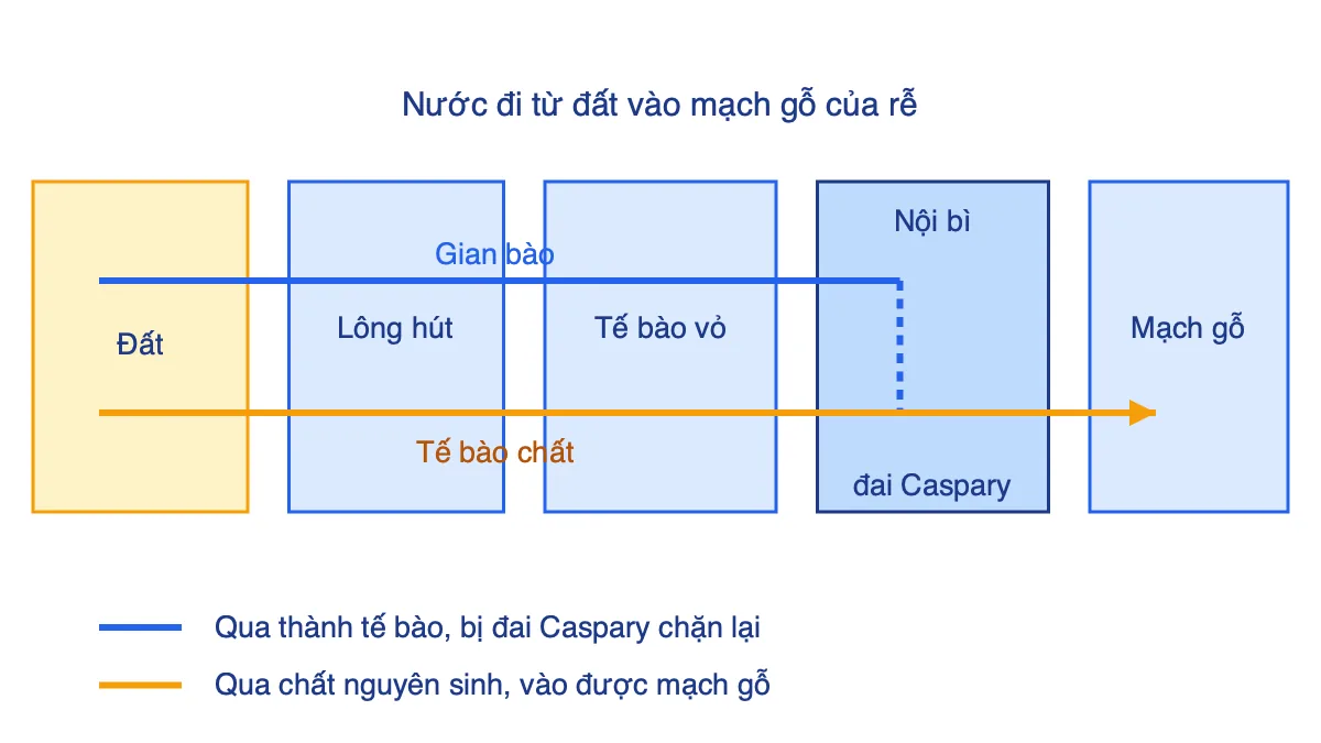 Sơ đồ hai con đường vận chuyển nước từ đất vào mạch gỗ của rễ: gian bào và tế bào chất