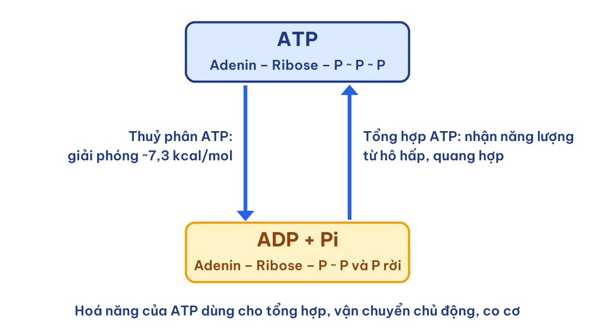 Sơ đồ chu trình ATP và ADP, dạng năng lượng trong tế bào