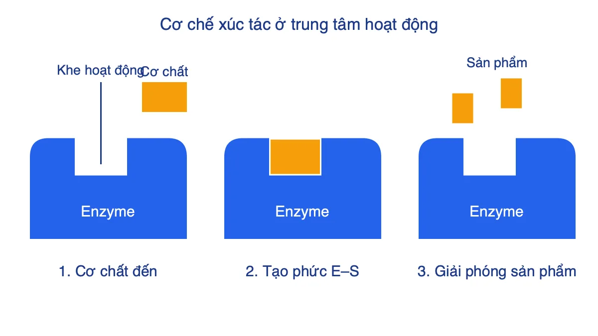 Sơ đồ ba bước: cơ chất đến khe hoạt động, tạo phức enzyme–cơ chất, giải phóng sản phẩm