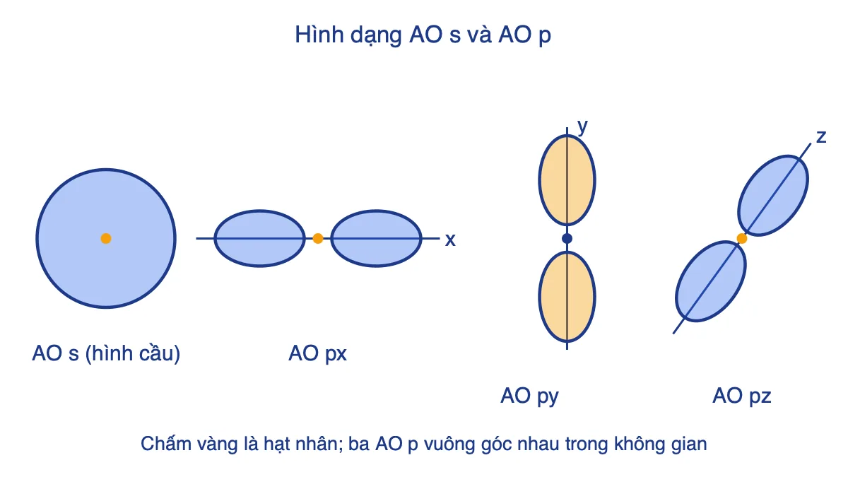 Hình dạng obitan nguyên tử: AO s hình cầu và ba AO p hình số tám định hướng theo trục x, y, z