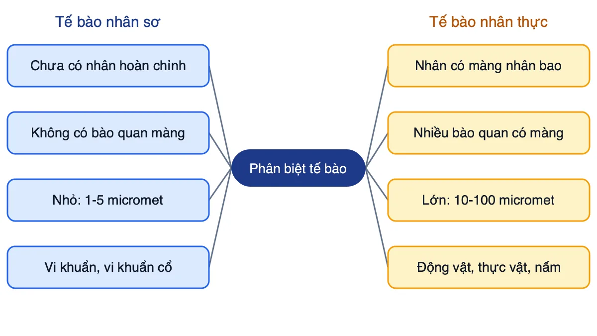 Sơ đồ tư duy phân biệt tế bào nhân sơ và tế bào nhân thực theo bốn tiêu chí
