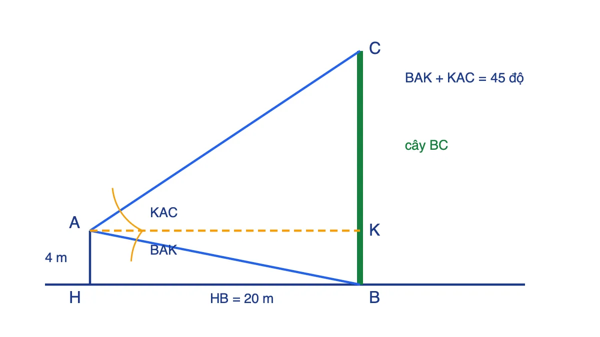 Hình minh hoạ cây BC, điểm quan sát A cách mặt đất 4 m và cách gốc cây 20 m theo phương ngang
