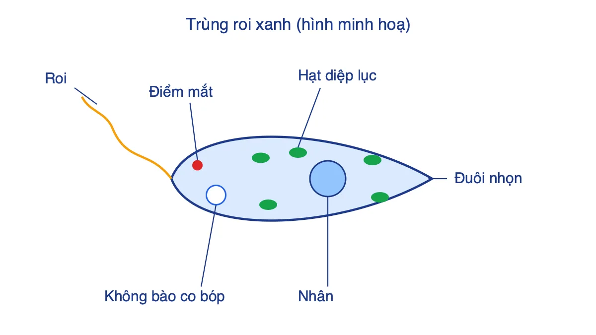 Hình minh hoạ trùng roi xanh với các bộ phận được chú thích